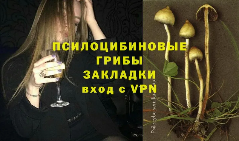 Псилоцибиновые грибы Psilocybe  Камышин 